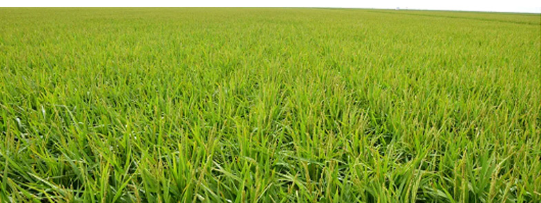 农药糖心视频免费看