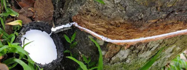 天然乳胶糖心视频免费看